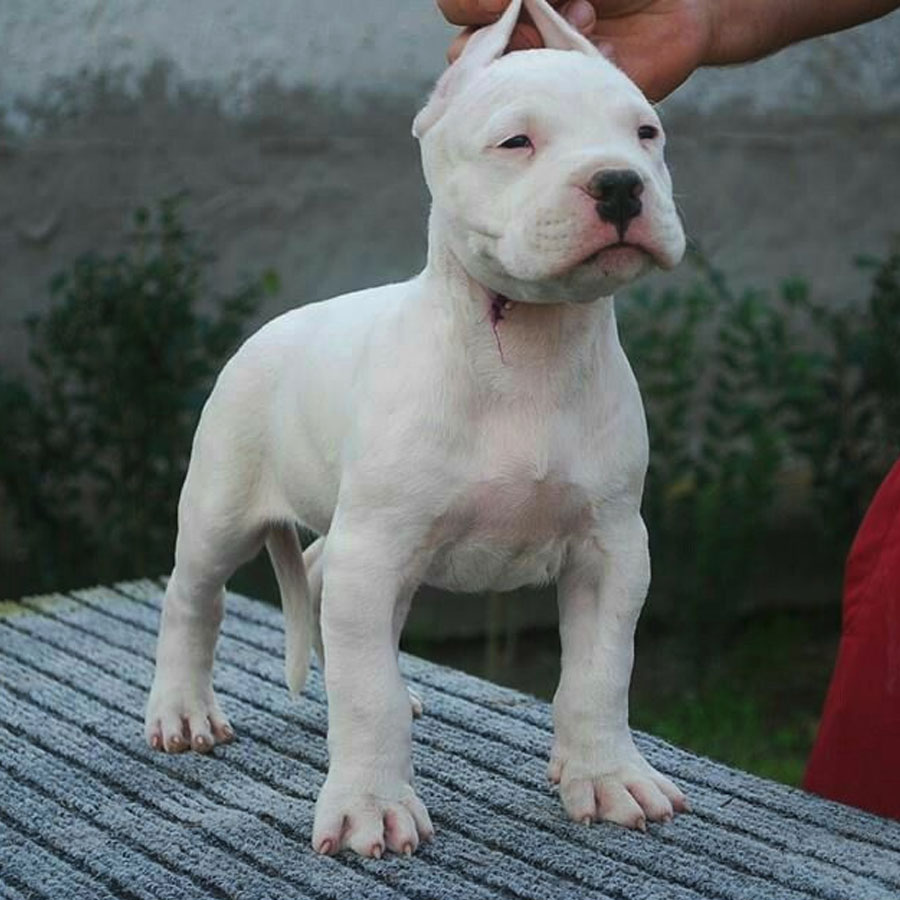 Dogo argentino